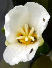 Hydrellia tarsata fllower visitors on female flower of Stratiotes aloides