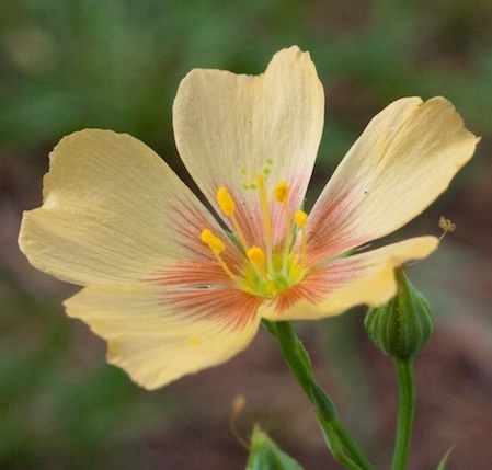 Photograph of Linum rigidum flower