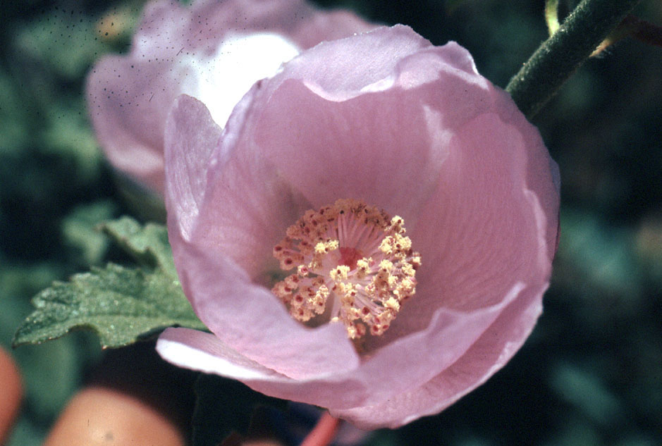 Iliamna bakeri flower in male stage