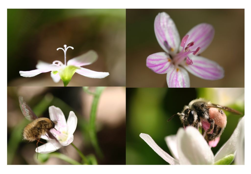 Photos of the Claytonia virginia pollination system, including a C. virginica female-phase flower, a C. virginica male-phase flower, a bee fly visiting C. virginica, and a pollen-specialist bee visiting C. virginica
