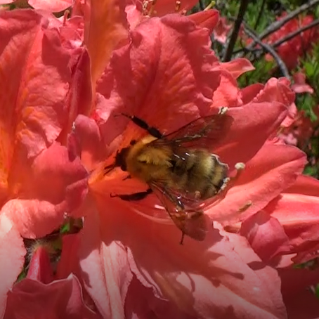 A queen of Bombus diversus visiting Rhododendron japonicum flower