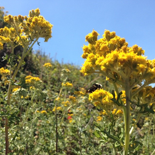 The native California bumble bee<i>Bombus caliginosus</i> foraging on <i>Eriophyllum staechadifolium</i>.