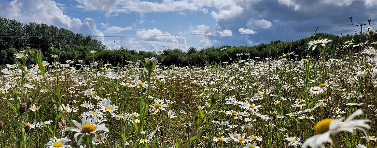 					View Vol. 34 (2023): SPECIAL ISSUE: Shaping the Future of Pollinators in Farmed Landscapes
				