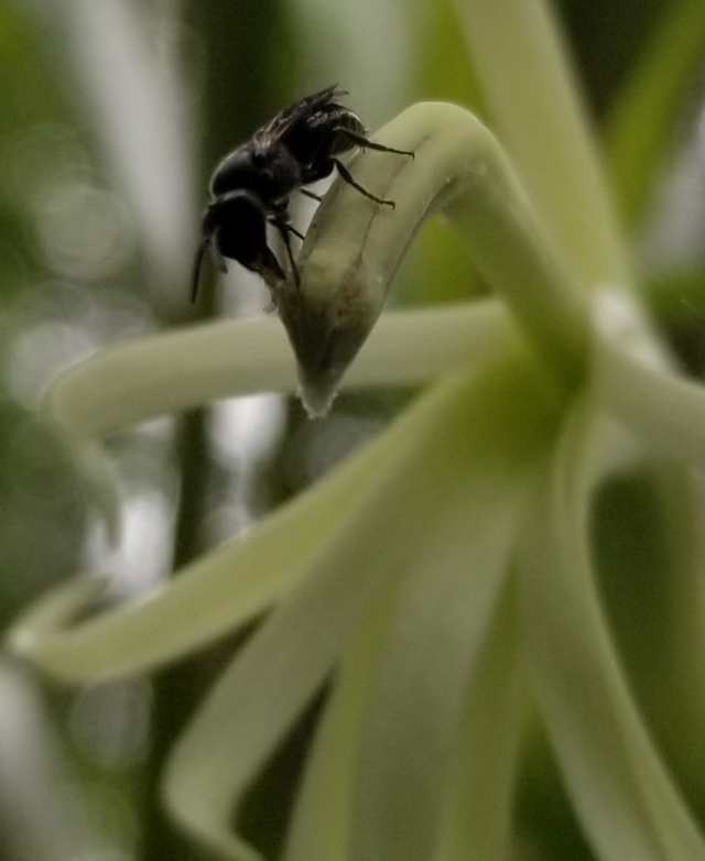 yellow-faced bee on a Clermontia persicifolia