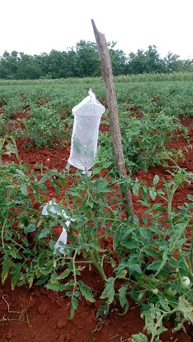 Bagged tomato flower
